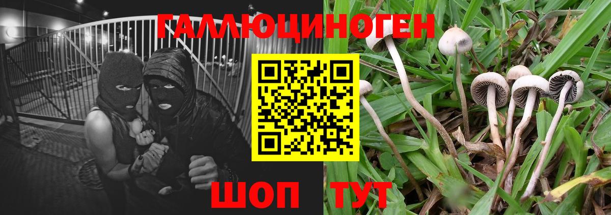 Псилоцибиновые грибы GOLDEN TEACHER  Вход с VPN  Петрозаводск  Галлюциногенные грибы прущие грибы 